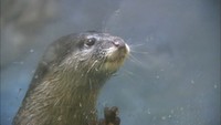 人気ナンバー1をかけて "カワウソゥ選挙"に高松からも参戦