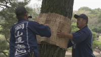 後楽園で秋の風物詩「松のこも巻き」 伝統的な害虫駆除 岡山市