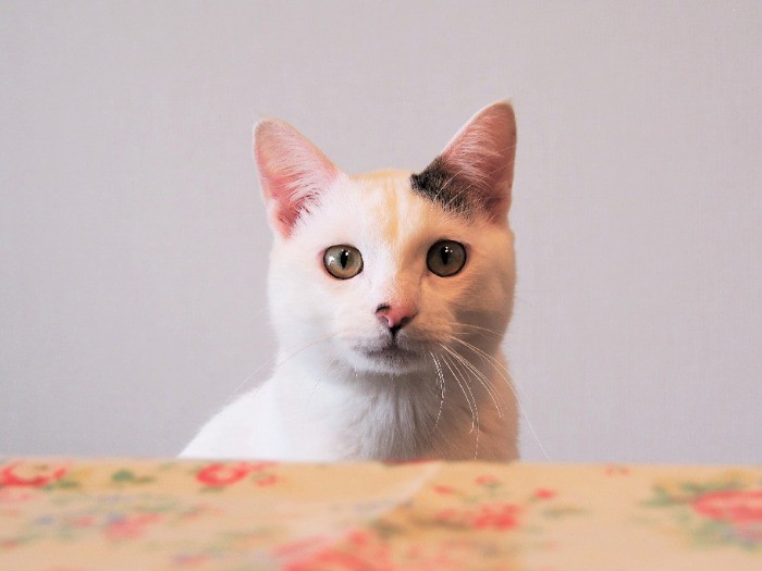 紅茶を飲む客に、興味しんしんのゆわんくん。