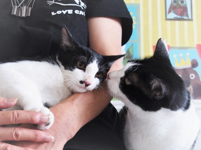 「外でつらい思いをしたのかい」と保護猫のそうたくん