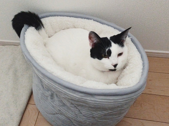 新しいベッドにワクワク入ったものの「なんか違うな……」って思っている顔(佳代子さん提供)