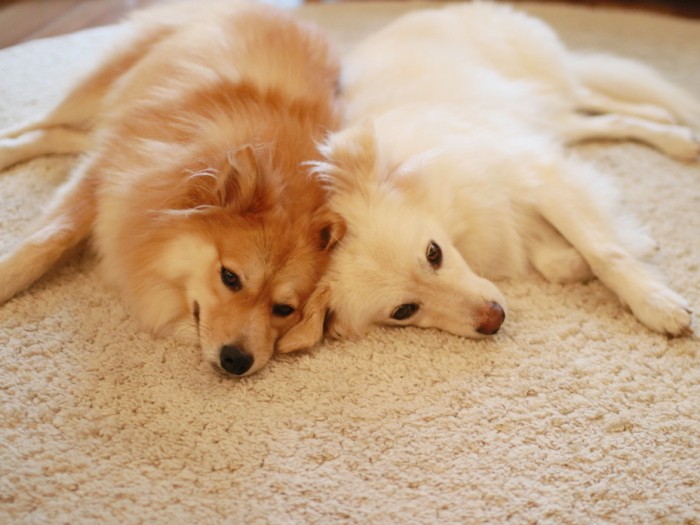 大吉の体重を超えた福助