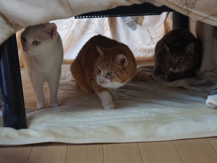 コタツの中でも紛争がないように、かんぺいが見守ります