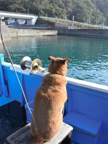 海を見つめるジョン=2018年11月30日午後2時11分、高知県奈半利町の加領郷漁港、笠原雅俊撮影
