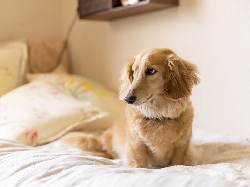 「待て!」とコマンド出せばお仕事モードに