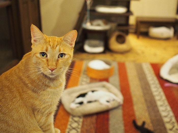 ねこの間の新人教育係となったトラ