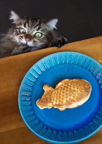 おでんカルテットと飯闘呼組 MARCOさんちの猫(MARCO撮影、「猫にひろわれた話」より、辰巳出版提供)