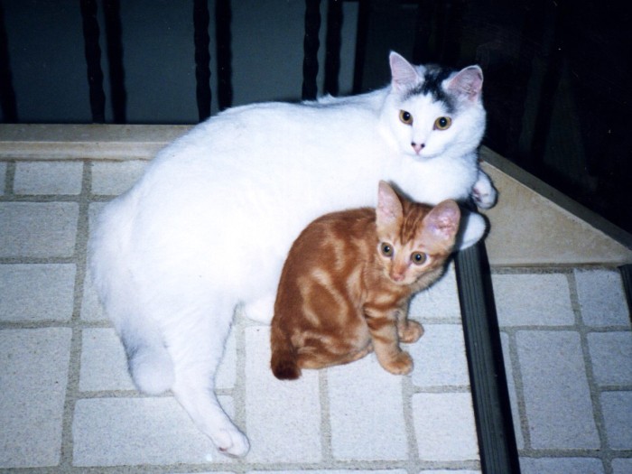 子猫のココと階段のお稽古