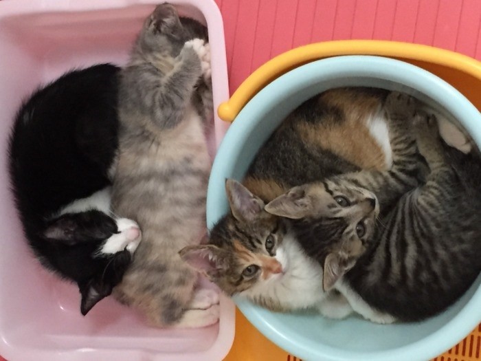 右のバケツの中、左がエレナ、右が僕はっぴー