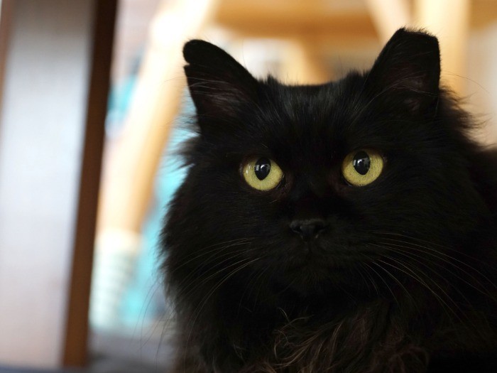 暗い所で際立つ黄色い目