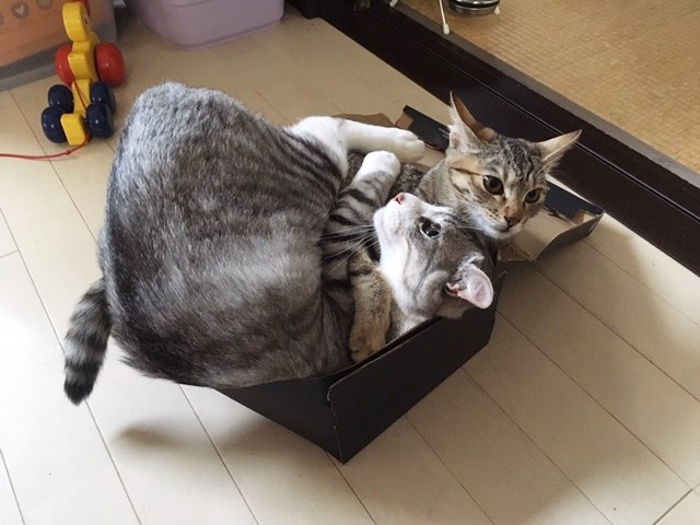 ゆずきくんは、年下の先住猫あずきちゃんとすぐに仲良くなった(加藤達也さん提供)