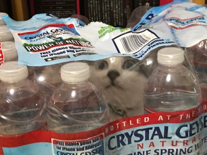 ミネラルウオーターの袋にいつのまにか入っちゃった(もちろんすぐに出してあげたそうです)