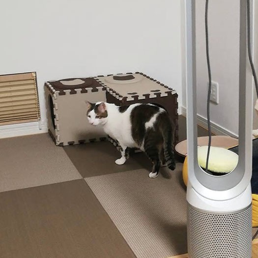 家の中を探検するでか丸