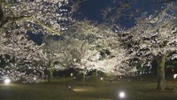 栗林公園 春のライトアップに1万8800人 前年下回る 香川