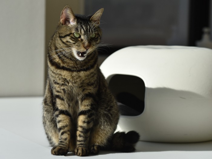 「日中に寝る人はいねーかー」(小林郁人撮影)