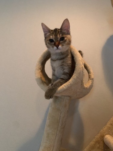 家にやってきた次の日に撮ったテン