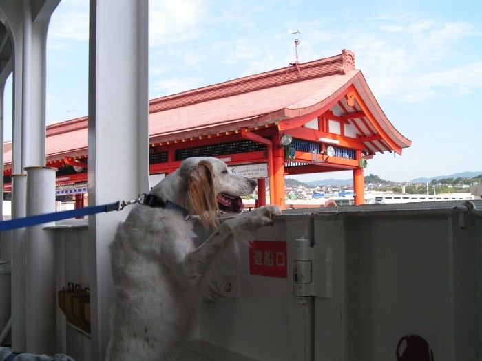9歳8カ月 フェリーで宮島へ(長谷川さん提供)