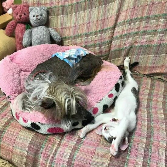 こまり(右)は子猫時代に犬のポン太じいさんを慕っていた(えり子さん提供)