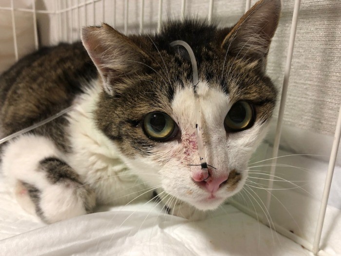 ごまおは頸椎を怪我して食事がとれず、経鼻チューブをつけていた。半年ほど社員が世話をして、今は自力で食事がとれるようになった(提供写真)