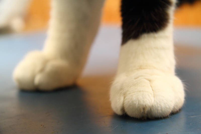 しっかり踏みしめている堂々としたお手々もカッコいいんです