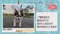 【はぴコレ】17歳を迎えた愛犬・箱入りネコ 10月29日放送