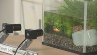 AIで“泳ぐ魚”を瞬時に計測 養殖への活用に期待の新技術 岡山大学のベンチャー企業が開発