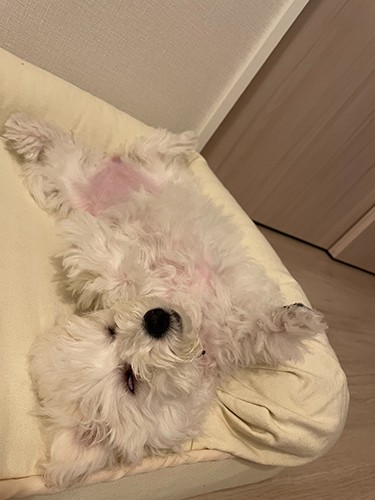 お泊まりから帰ってきて、ケージ意外でも寝るように(お母さん提供)