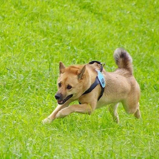 いい感じに柴っぽさとシェパードっぽさが混ざってるのがわかります