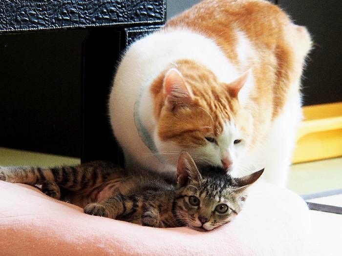 愛情を惜しみなく注いだ