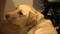 介助犬と暮らしたい…パートナー候補犬との訓練 岡山・総社市