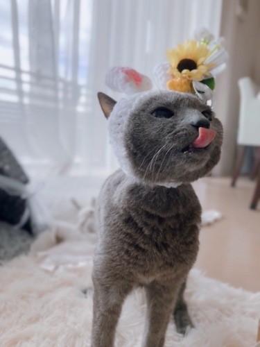 シニアになっても可愛らしいコツオちゃん(まみさん提供)