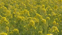 道の駅で菜の花が見頃 春らしいあたたかな景色に 岡山・笠岡市