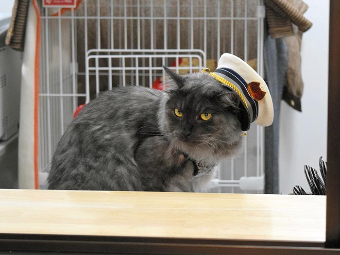 制帽をかぶったしょこら