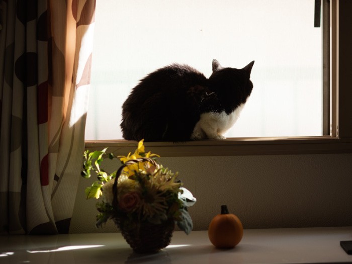 「桜は見えないけど、どこからか花びらが舞ってくるね」(小林写函撮影)