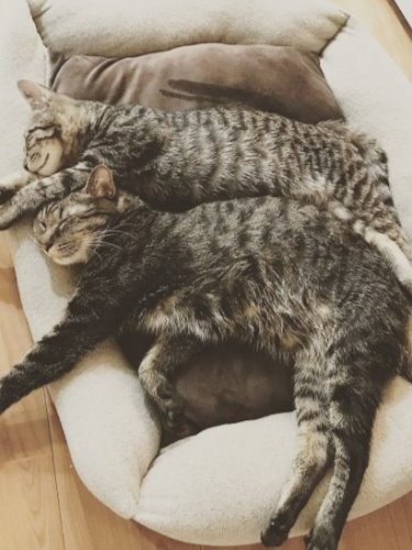 重なって寝ています (新井さん提供)