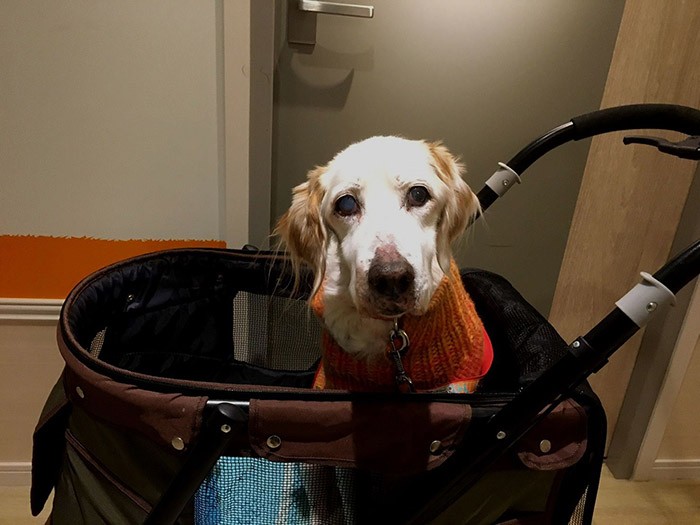 ドギーズアイランドのホテルの部屋前で。食事の場まで遠いのでカートに乗ってポーズ(長谷川さん提供)