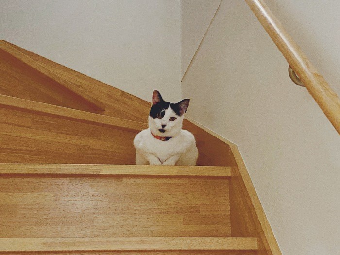 ある時は、メチャクチャできる仲居さんのように「ようこそいらっしゃいまし」。リアルなお客さんをお迎えする日がきてほしい(佳代子さん提供)