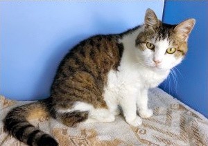 神奈川県横須賀市の動物愛護センターで保護された猫=神奈川県横須賀市提供