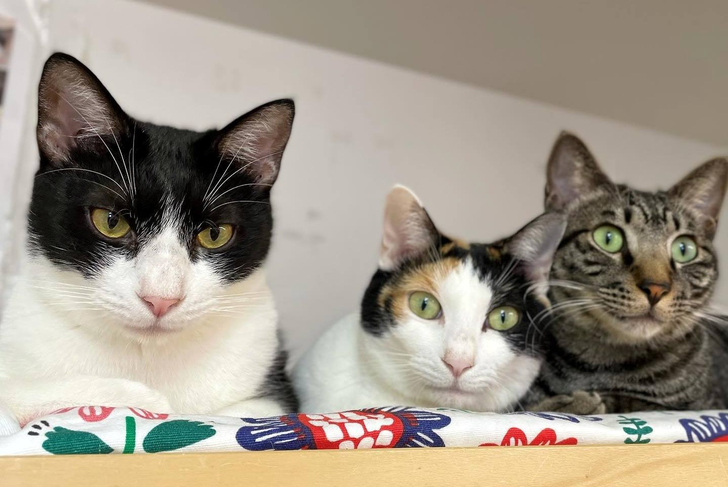 左からシャルル君、くりこちゃん、いつ君「待ってるよー」(猫の館ME提供)