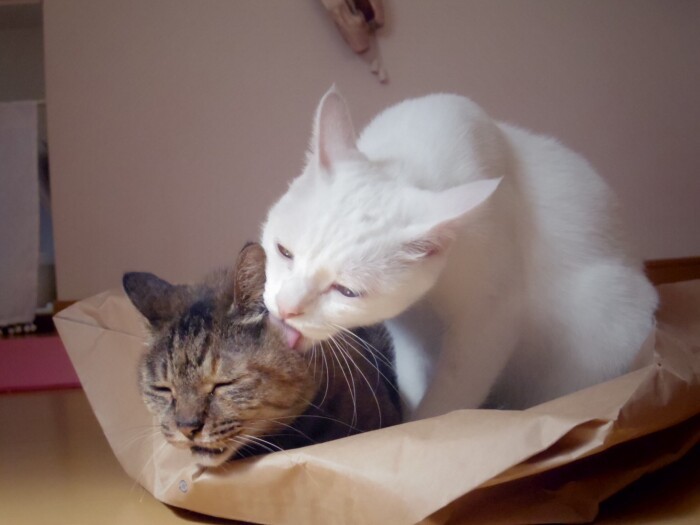 優しくなめてもらっています(maiさん提供)