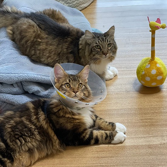 今年7月、去勢手術をしたボンボン。カラーをつけて帰ってきても、タルトはシャーをしなかったそうです(かおりさん提供)