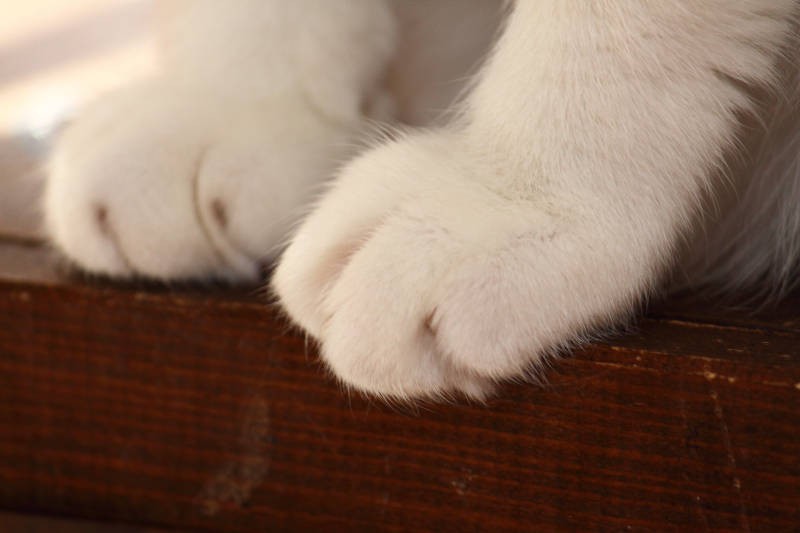 ちょっと踏み外しそうで、必死になっている様子がまたかわいいんです