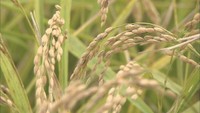 水稲に被害懸念「斑点米カメムシ類」の発生注意報を発表 香川