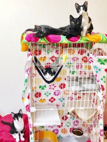 もともと5兄妹。公園で保護された後、Iさんの自宅兼シェルターで過ごしました(保護主Iさん提供)