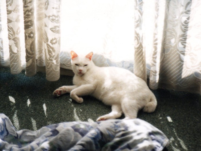 貫禄が備わりました