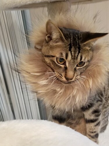 ライオンになった、はやて(たい平さん提供)