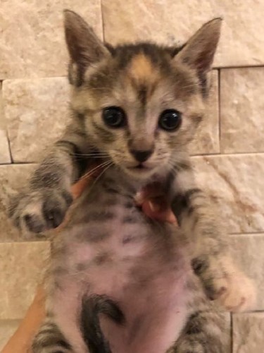 インスタに載っていた虹(池田さん提供)