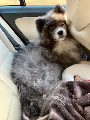 家族旅行は車で。後部座席でくつろぐ七海