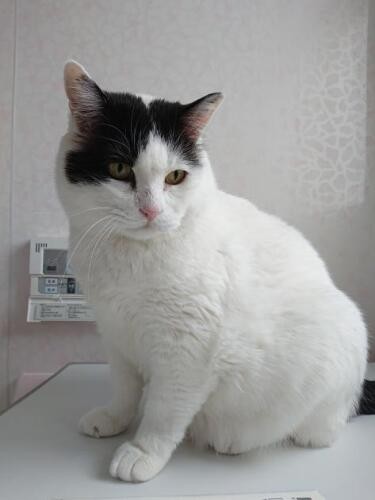 普段のぶっさん