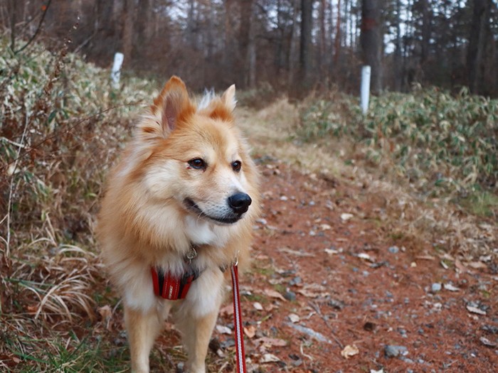 ウンチしてスッキリしたときの顔